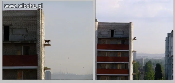 Czy tego psa ktoś tam zrzucił?...