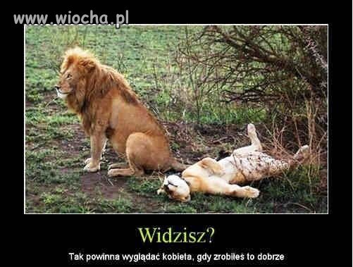 Widzisz