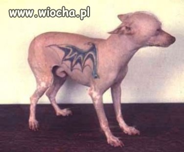 Wyrodni właściciele wytatuowali psa