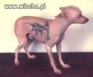 Wyrodni właściciele wytatuowali psa