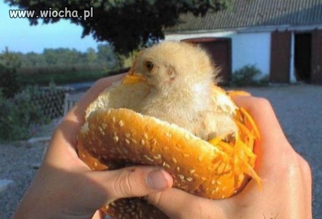 Kurczakburger...