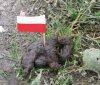 Bezczeszczenie polskiej flagi