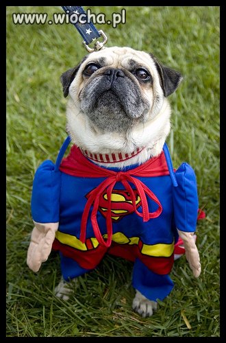Mops nie idiota