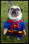 Mops nie idiota