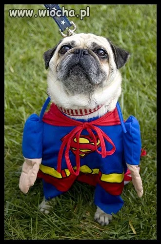 Mops nie idiota