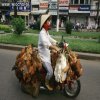 Humanitarny transport zwierząt