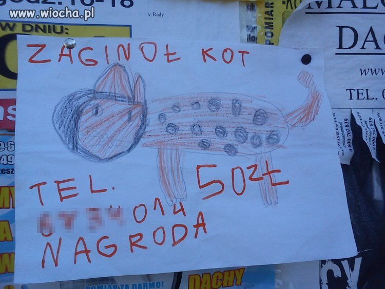 Widziała mama kota?