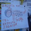 Widziała mama kota?