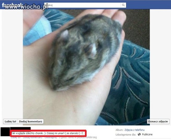 Zdechły chomik na facebook'u