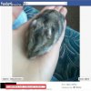 Zdechły chomik na facebook'u