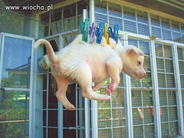 Bestialstwo 