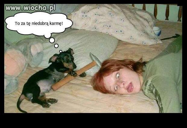 I dobrze piesek zrobił
