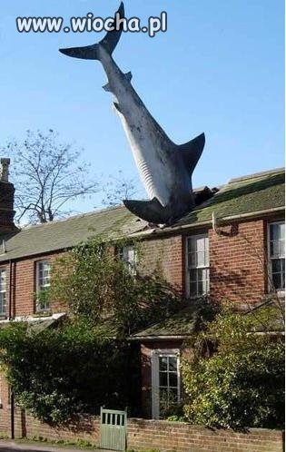 SHARK... a ty znowu imprezujesz...