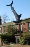 SHARK... a ty znowu imprezujesz...