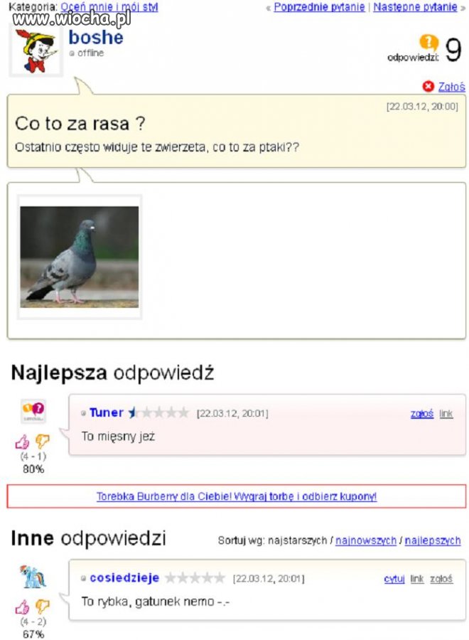 Co to Za Rasa?