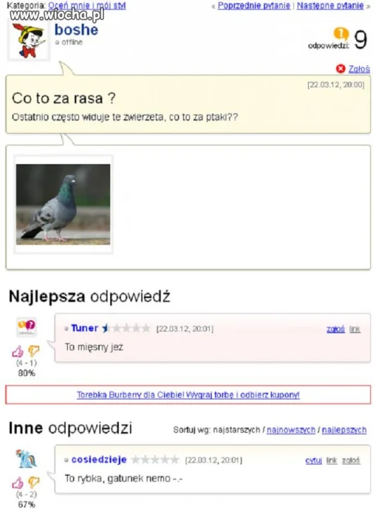 Co to Za Rasa?