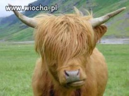 Emo krowa