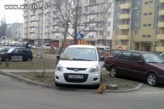 Mistrz parkowania 