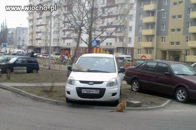 Mistrz parkowania 