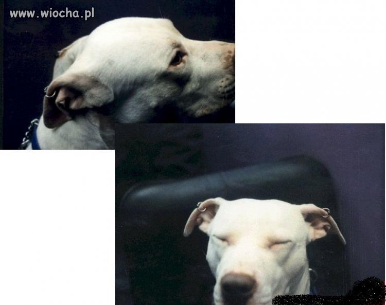 Z cyklu: mój pan to idiota