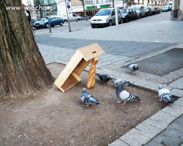 łap gołębia, łap gołębia