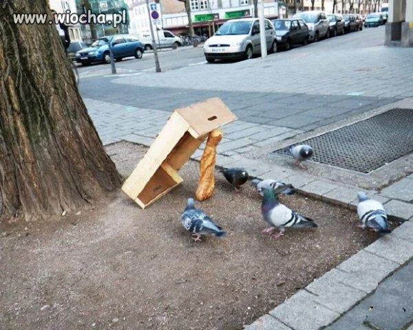 łap gołębia, łap gołębia
