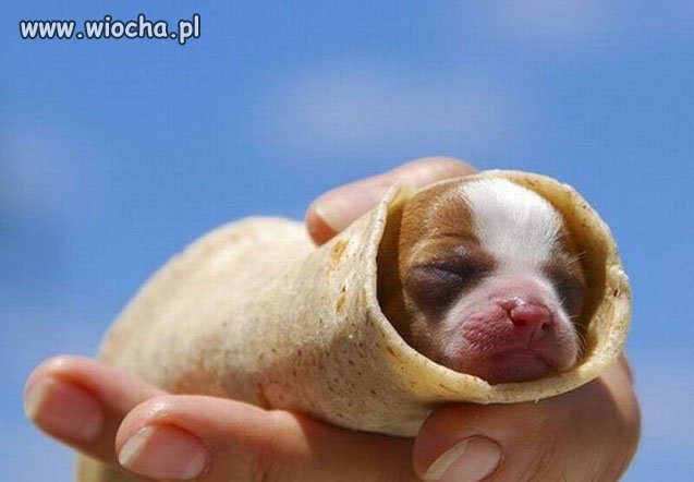 Hot dog