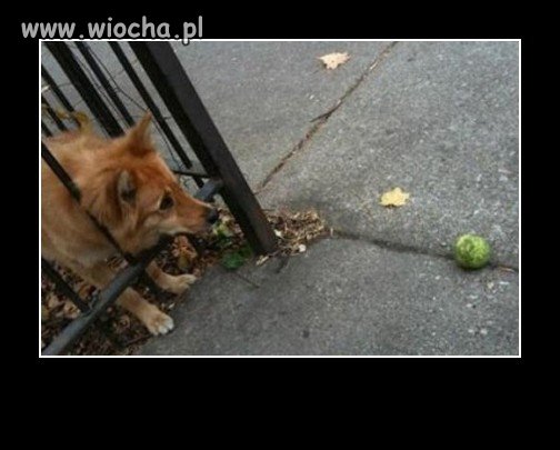 Pomoc 