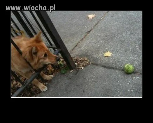 Pomoc 