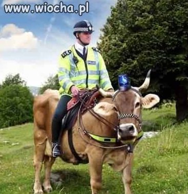 W kanadzie to mają policję konną 