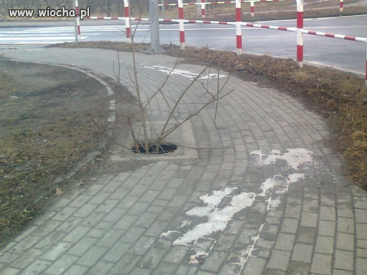 Drzewo na środku chodnika, koło pasów...