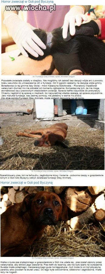 Sparaliżowany pies, kot na łańcuchu, wygłodzone krowy