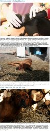 Sparaliżowany pies, kot na łańcuchu, wygłodzone krowy
