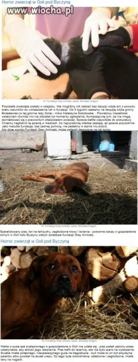 Sparaliżowany pies, kot na łańcuchu, wygłodzone krowy