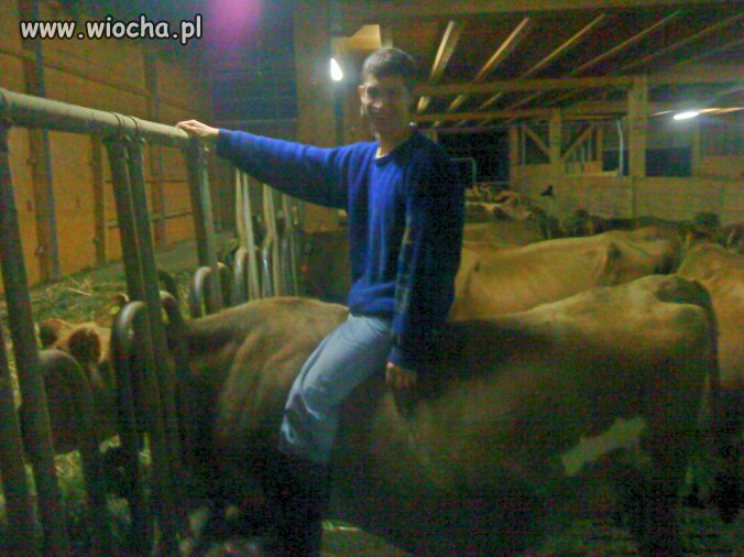 Prawie jak rodeo