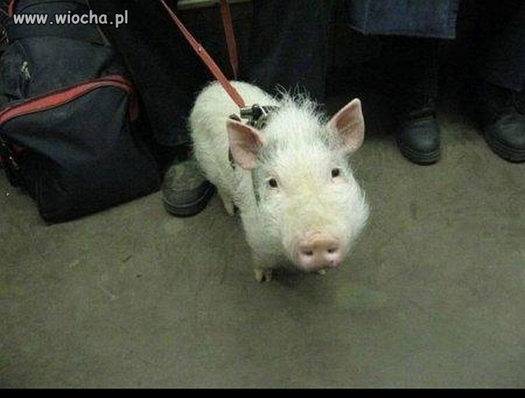 W podróży
