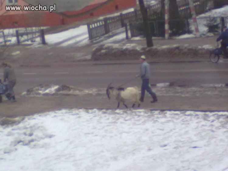 Wyjść z kozą na spacer