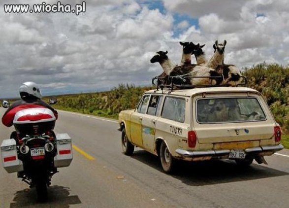 Transport zwierząt