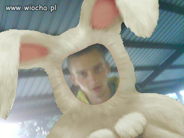 Nowy króliczek playboya 
