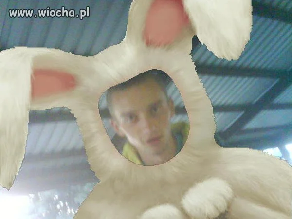 Nowy króliczek playboya 