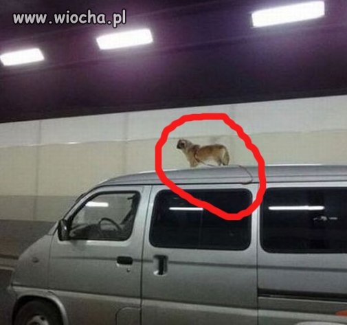  Wsiadł do auta i zapomniał o psie