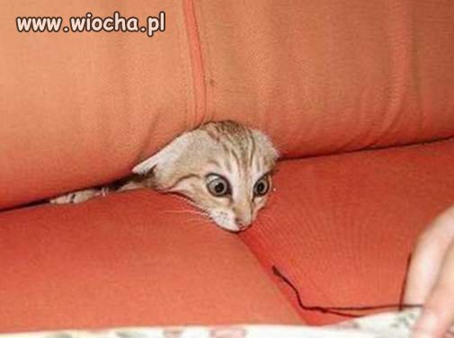 Słodki kociak...