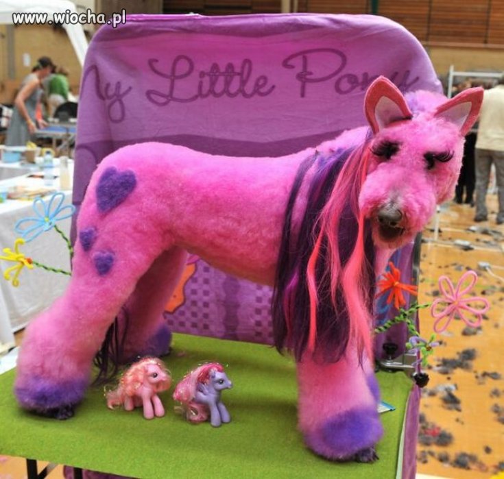 Fanka My Little Pony!?