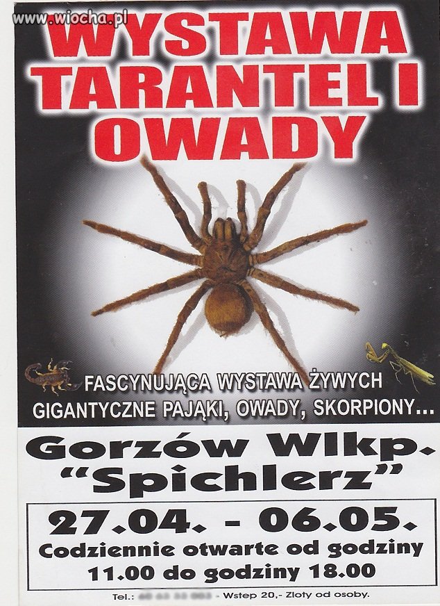 "Wystawa tarantel ... "