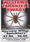 "Wystawa tarantel ... "
