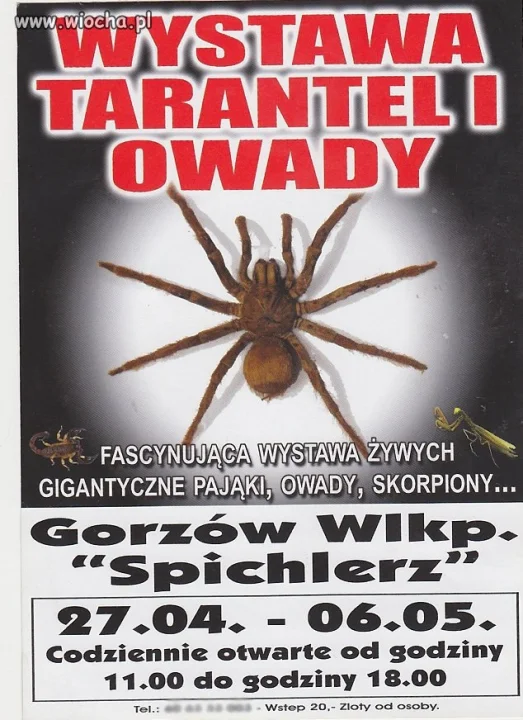"Wystawa tarantel ... "