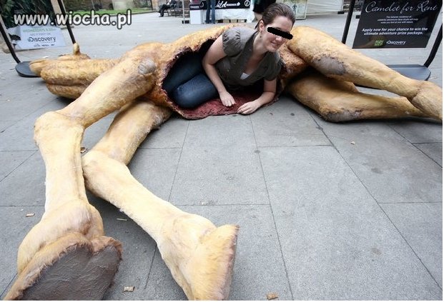 Bear ma przeciwnika