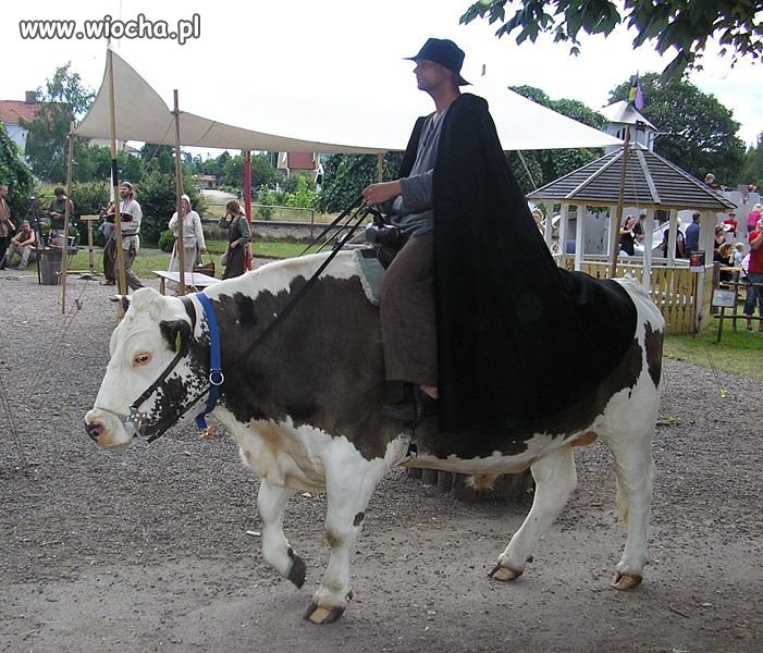 Bo koń