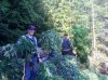 Policja spaliła skonfiskowany towar. 