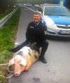Pies i świnia.